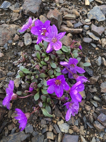 Scamman's springbeauty (Claytonia scammaniana)