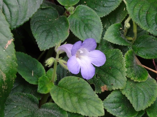 Didymostigma obtusum