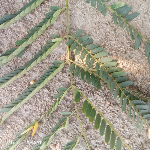 Tamarind