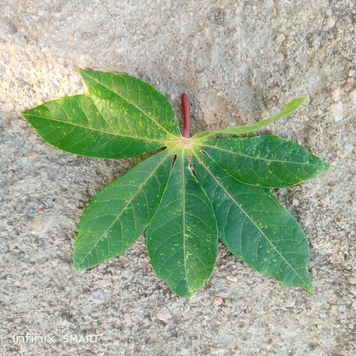 Cassava