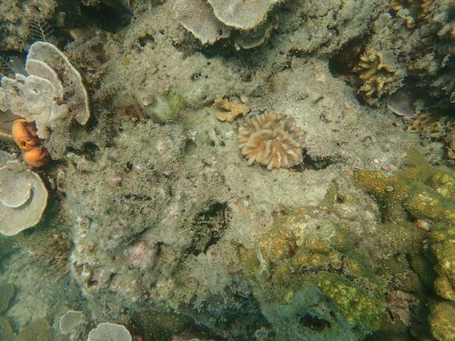 Pectinia paeonia