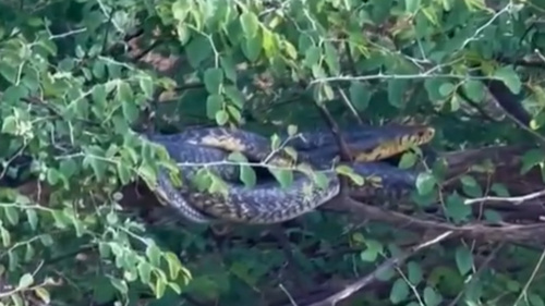 West African Banded Cobra
