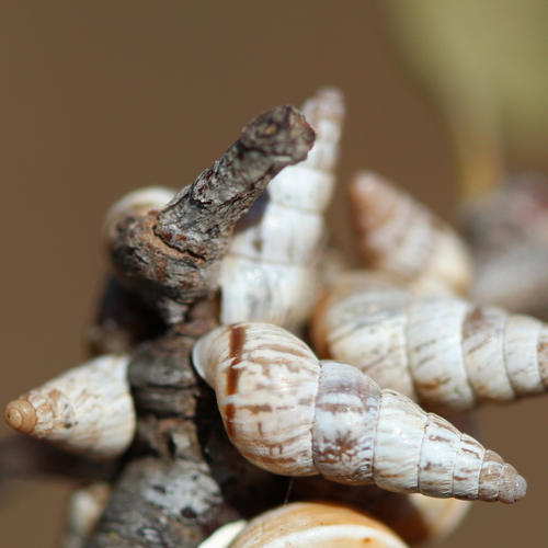 Pointed Snail