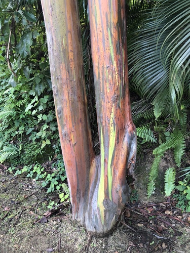 Eucalyptus deglupta - Whole tree