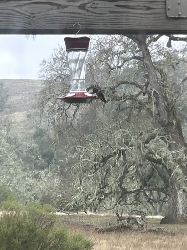 iNaturalist observation photo of Anna's Hummingbird