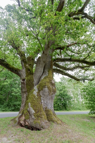 Paprastasis ąžuolas nuotrauka