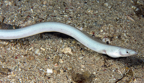 Flappy Snake-Eel — seen at this dive site