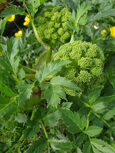 Angelica archangelica ssp. archangelica