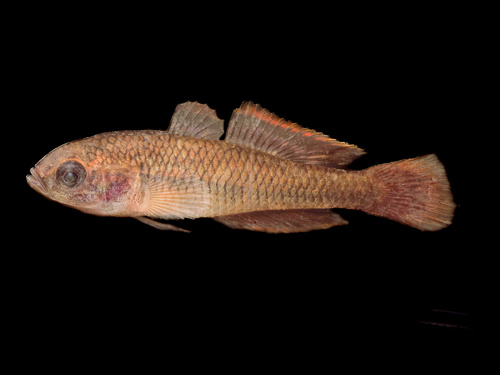 Firetail Gudgeon