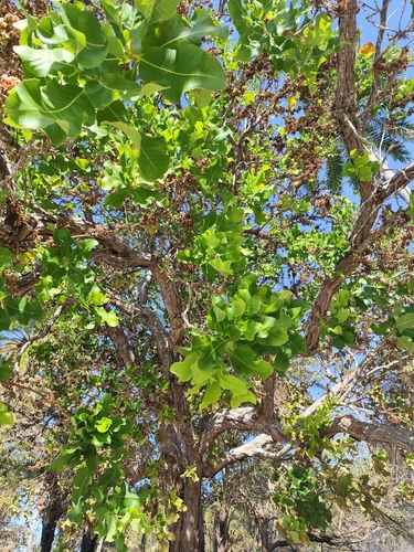 Sandpaper tree