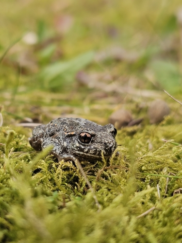 Common Midwife Toad