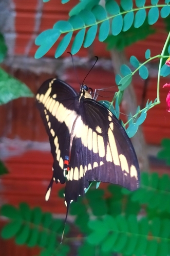 Thoas Swallowtail