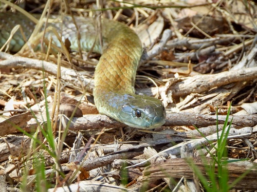 Tiger Snake sighting