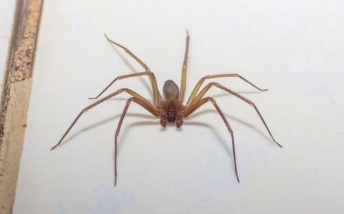 Amazon Recluse