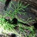 Nowellia curvifolia - Photo 由 Pete Woods 所上傳的 (c) Pete Woods，保留所有權利