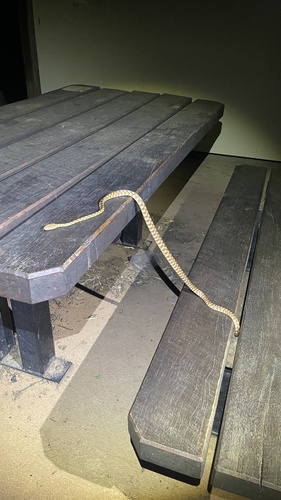 Brown Tree Snake sighting