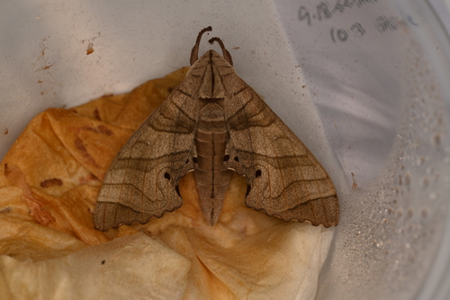 dull swirled hawkmoth
