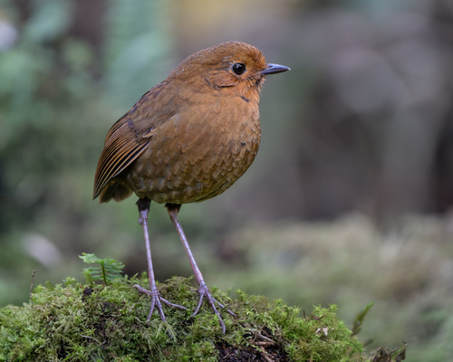 Equatorial Antpitta