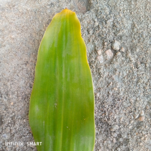 cornstalk dracaena