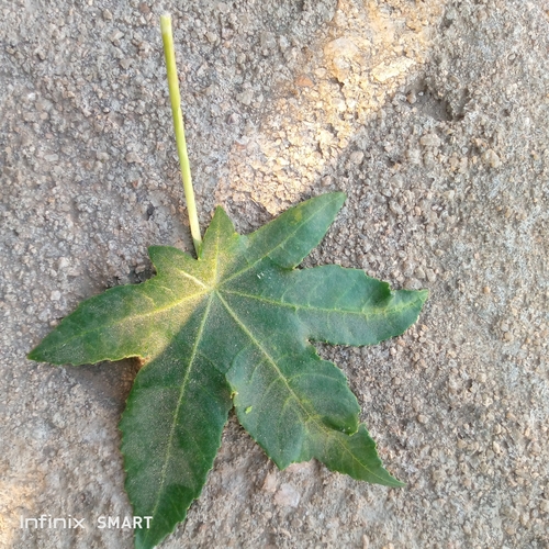 castor bean