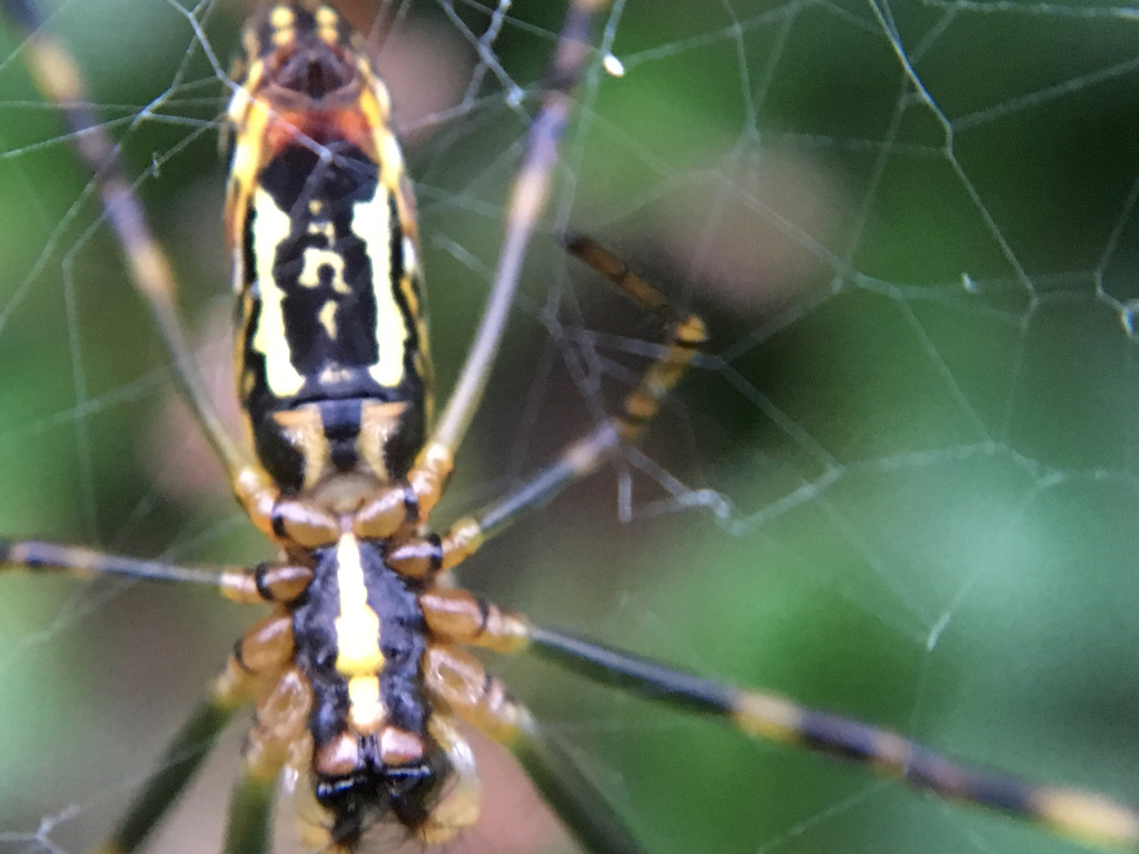 Trichonephila Clavata Natusfera