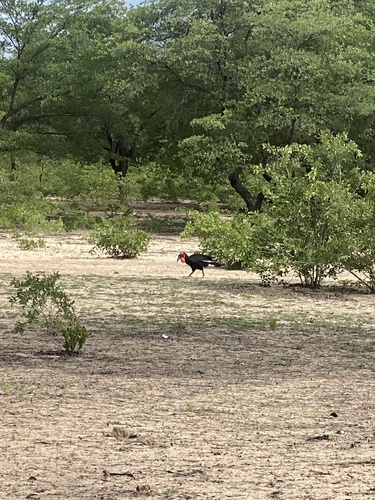 Southern Ground Hornbill