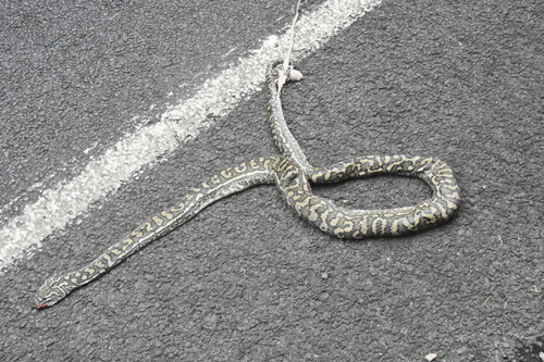 Coastal Carpet Python sighting