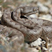 Lataste's Viper - Photo (c) Clo, all rights reserved, uploaded by Clo