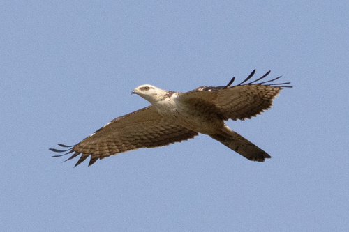 Oriental Honey-Buzzard (Northern)
