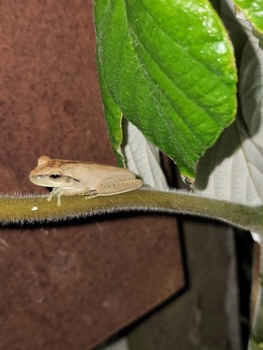 Chaco Tree Frog