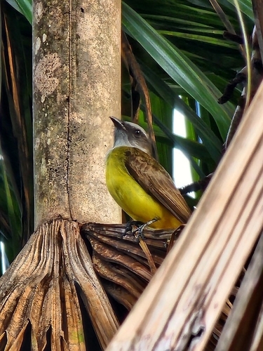 Sulphury Flycatcher