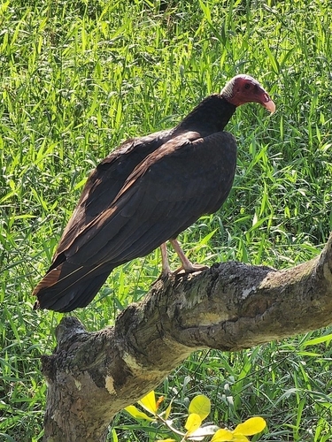 Turkey Vulture