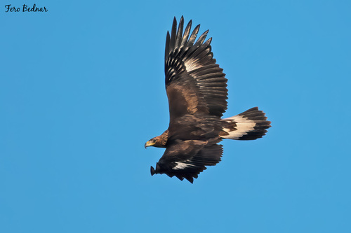 Aquila chrysaetos