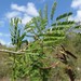 Senegalia polyphylla - Photo (c) Alfredo Dorantes Euan, כל הזכויות שמורות, הועלה על ידי Alfredo Dorantes Euan