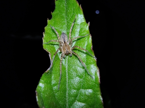 Sanogasta x-signata
