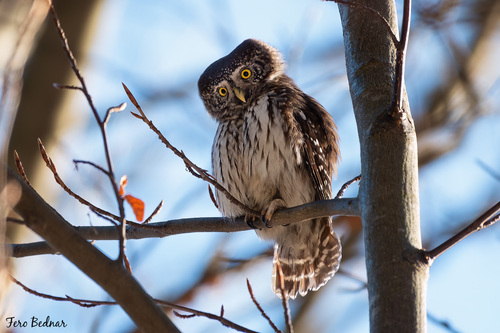 Glaucidium passerinum