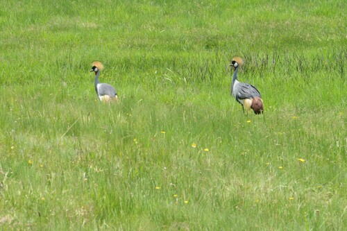 Gray Crowned-Crane