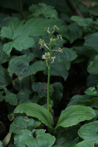 Liparis purpureovittata