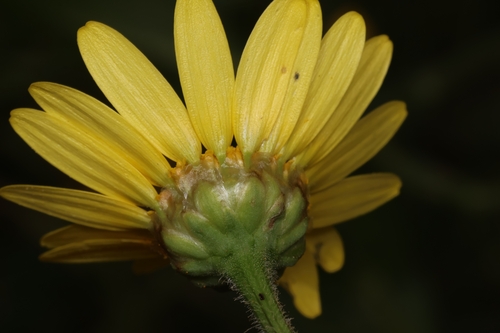 sticky oxeye (Heteranthemis viscidehirta)