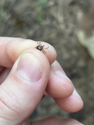 Cayenne Tick (Amblyomma cajennense)