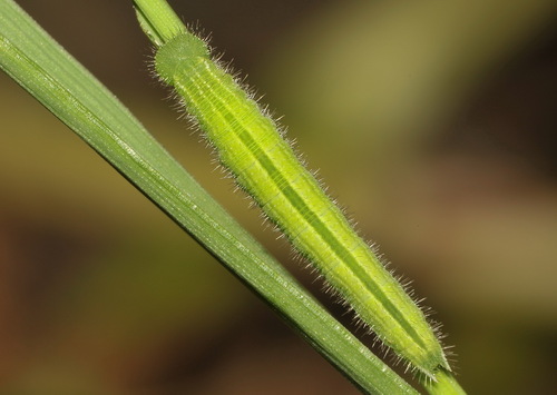 Margasis satyras nuotrauka