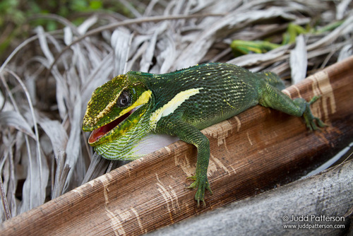 Knight Anole