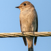 Asian Brown Flycatcher - Photo (c) sdrov, all rights reserved, uploaded by sdrov