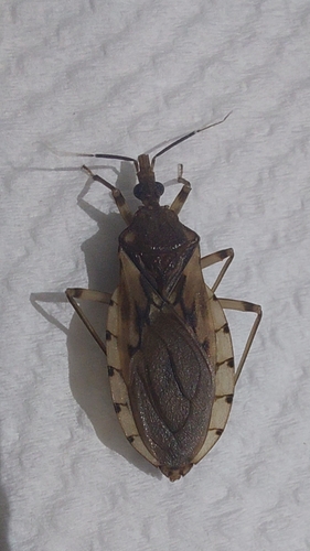 Triatoma sordida