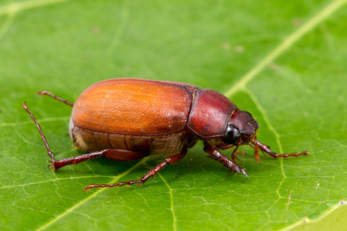 Phyllophaga quercus · iNaturalist