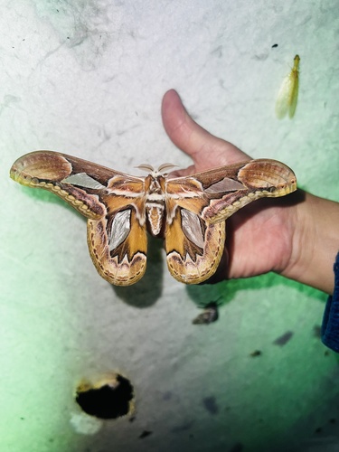 Rothschildia hopfferi