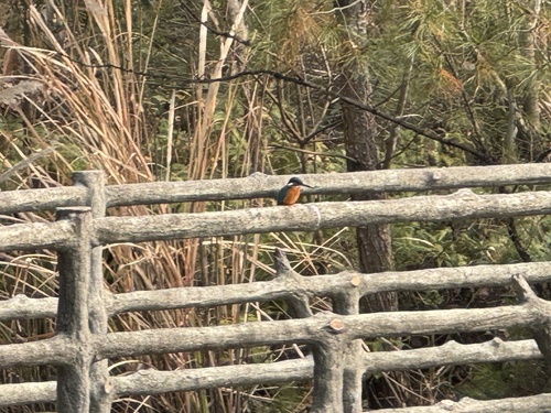 Common Kingfisher