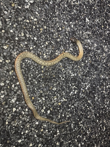 Blue-bellied Black Snake sighting