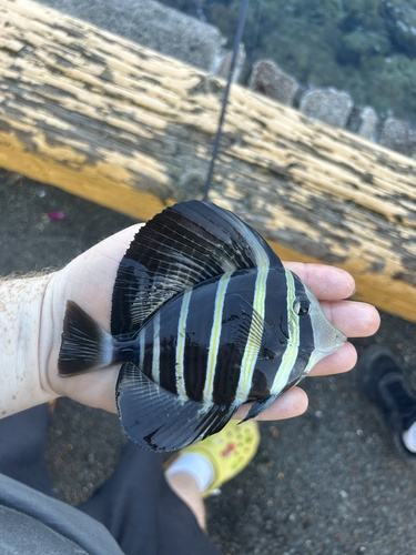Zebrasoma veliferum