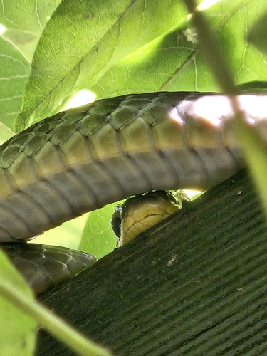 Common Tree Snake sighting
